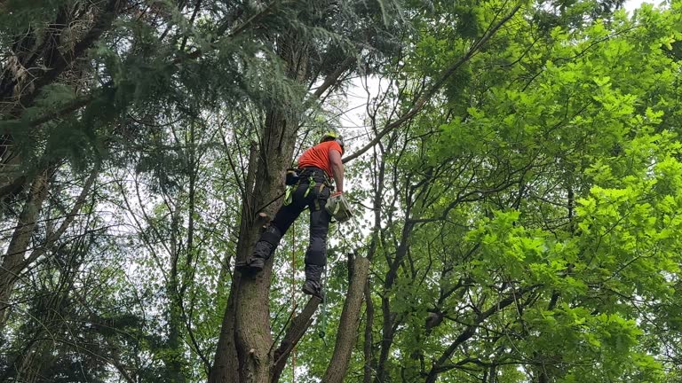 Why Choose Our Tree Removal Services in Orlovista, FL?