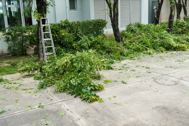 Orlovista, FL  Tree Services Company